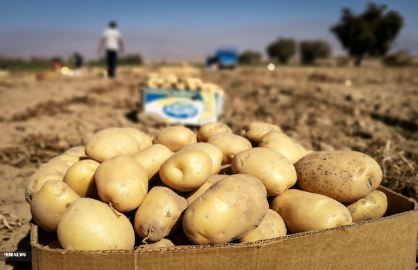 تصویر 2 از قیمت سیب زمینی زرد اردبیل + خرید باور نکردنی